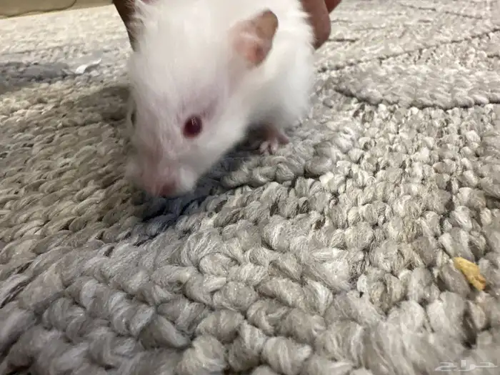 هامستر للبيع 4