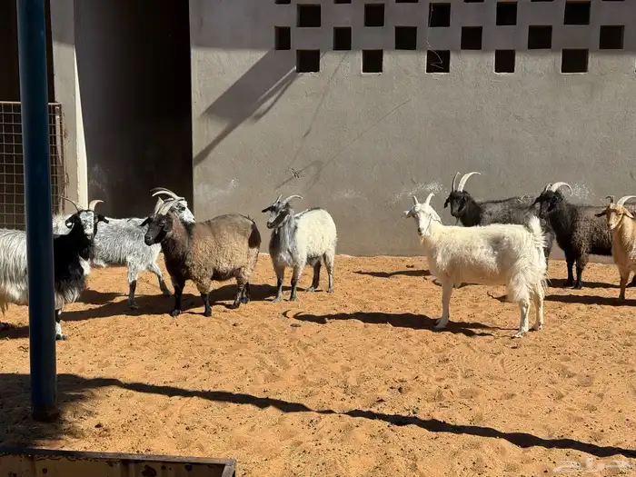 ماعز الأنجور النادر 2