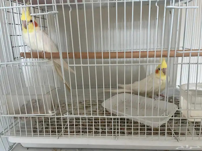 كروان للبيع العدد 2جيدالصحه يتكلم أربع كاتمات والثاني يغرد 0