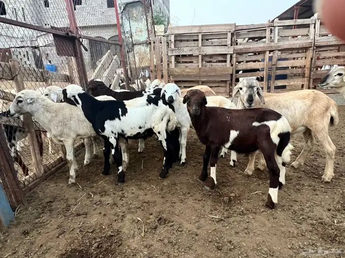 كباشة تربية للبيع 3