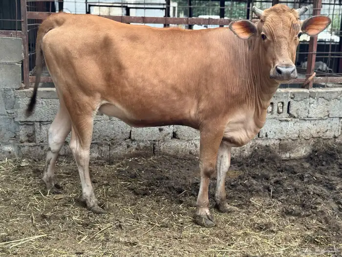 عجله دنماركية طيبه بالحيل 1