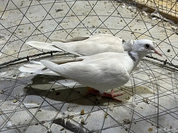 طبه حمام ياكريم صدفي دبل كرست 1