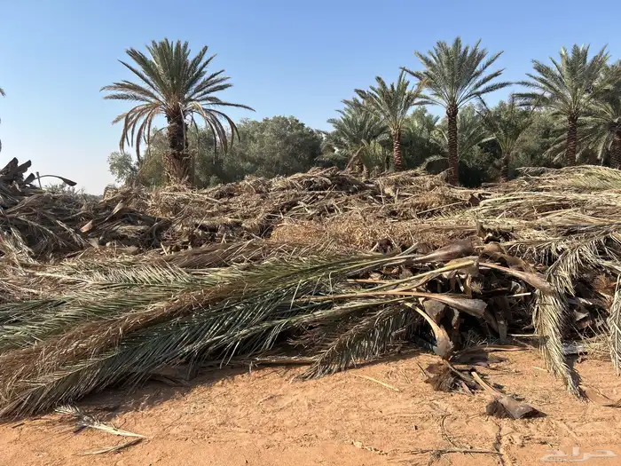 سعف نخل جريد سكاكا الجوف 1