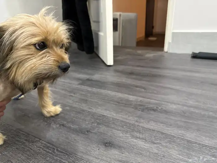 كلب مالتيز فرنسي عمره سنه ونص 2