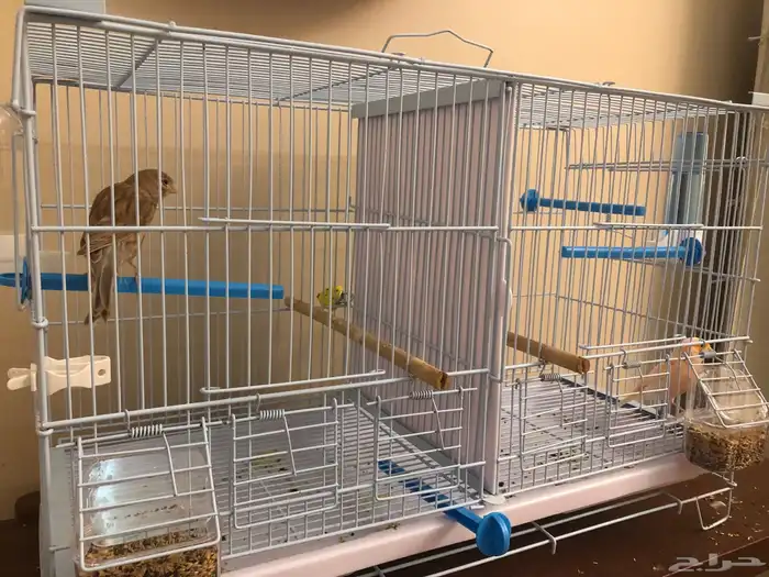 ذكرين كناري للبيع 1