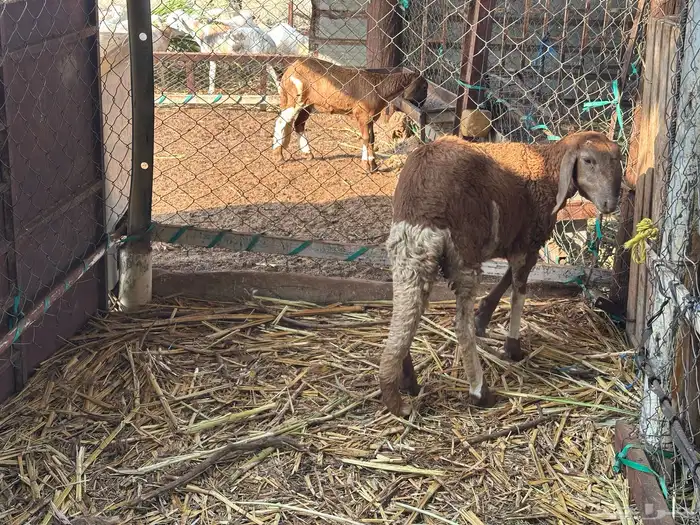 رخل سواكني درماني فاخره 2