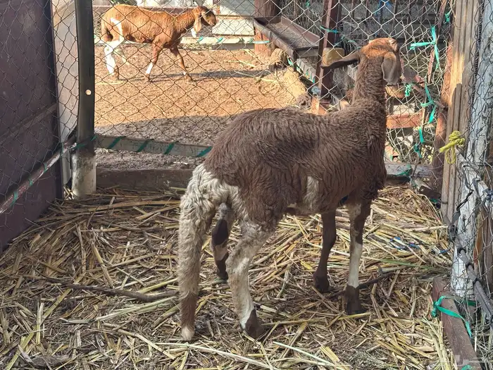 رخل سواكني درماني فاخره 1