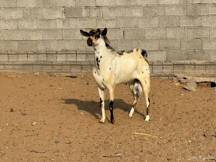 تيس فحل بيشي 1