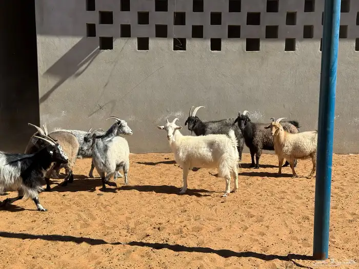 ماعز الأنجور النادر 1