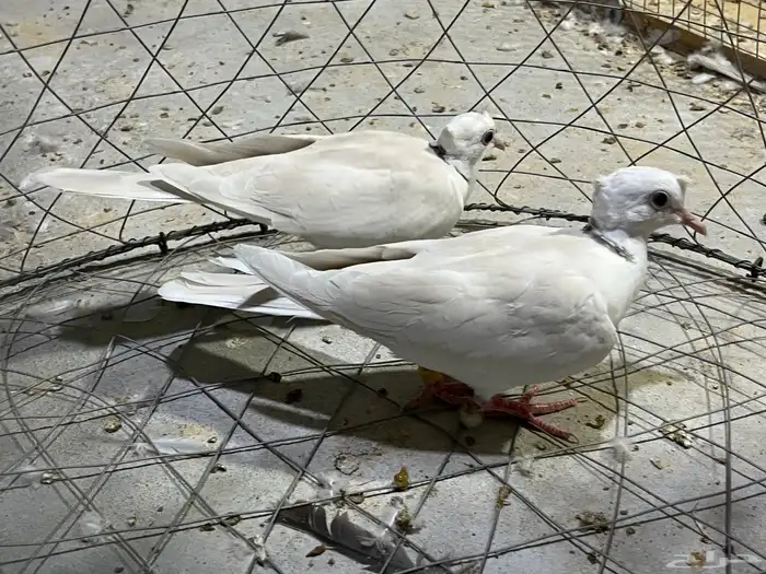 طبه حمام ياكريم صدفي دبل كرست 0