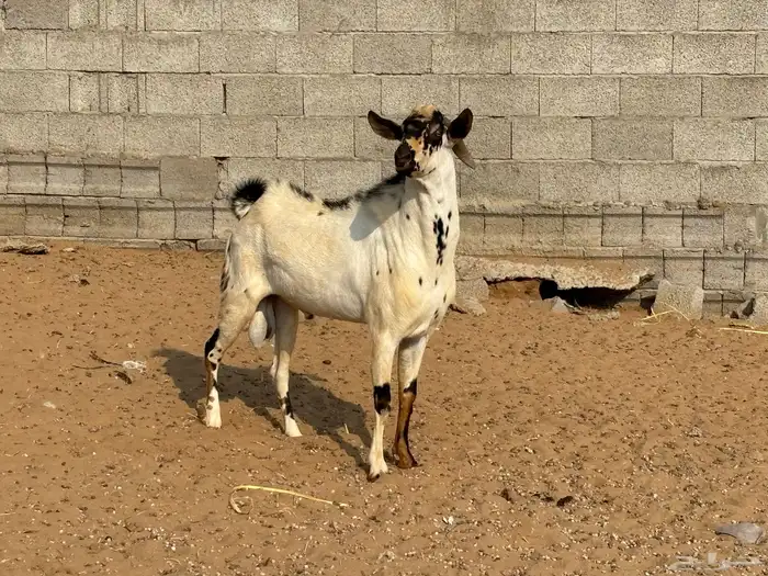 تيس فحل بيشي 2