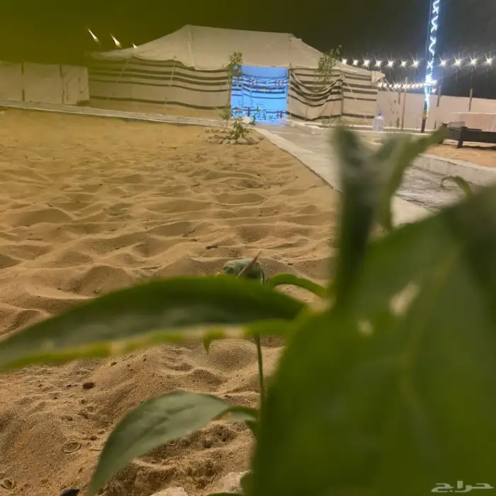 مخيم قسمين للإبحار 11