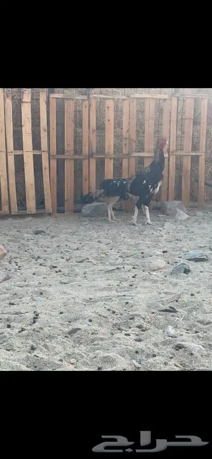 ديك باكستاني العمر سنة و6 شهور 1