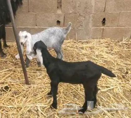 عنز عارضية طيبة بالحيل تحتها تيس وجفرة 3