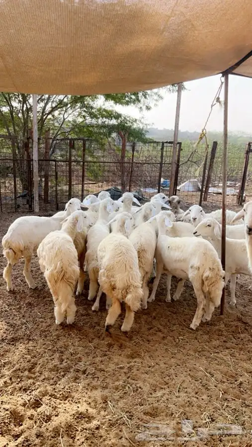 رخال صنف مقاني بفحلها اغلبها باين دفاعه عدد 17راس 0