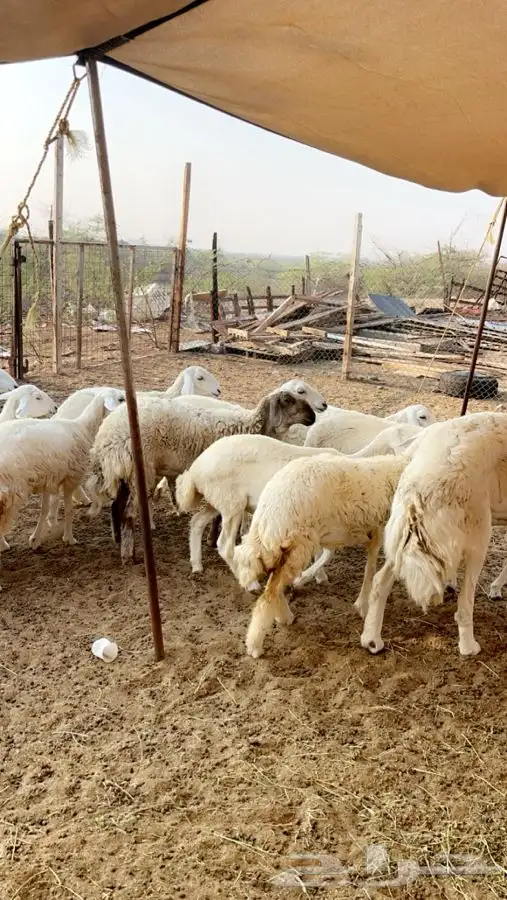 رخال صنف مقاني بفحلها اغلبها باين دفاعه عدد 17راس 2