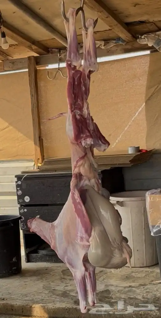 ذبايح اتصل نصل 3