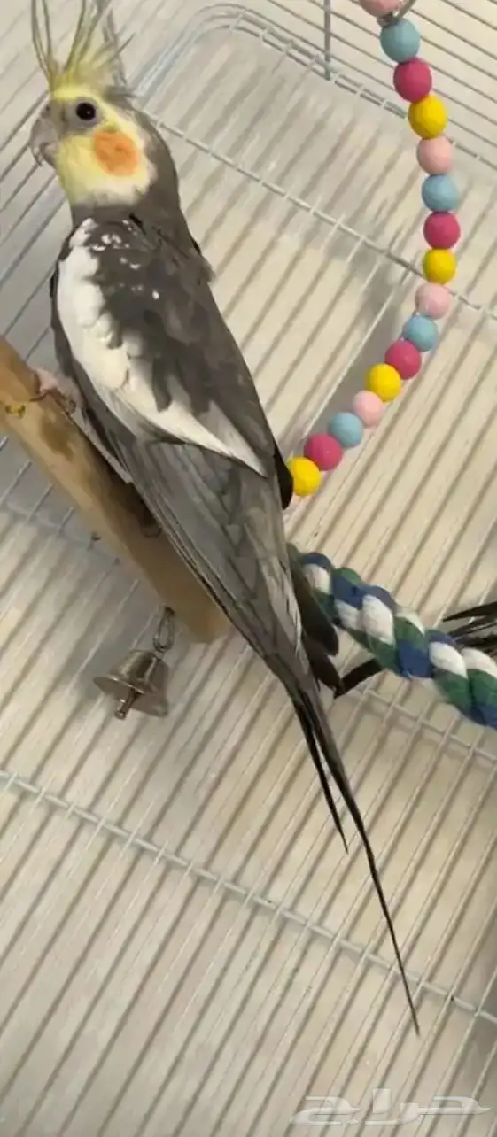 ببغاء كروان 2