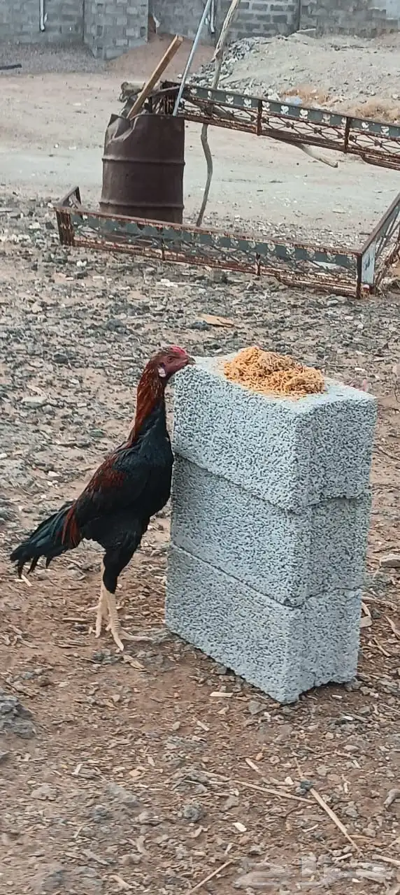 لبيع ديكيه اخوان 0