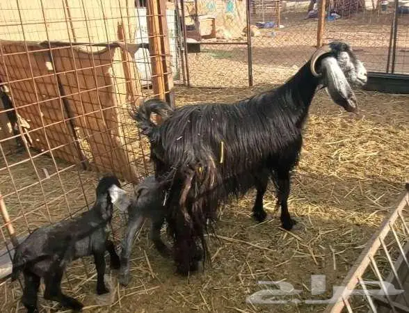 عنز عارضية طيبة بالحيل تحتها تيس وجفرة 1