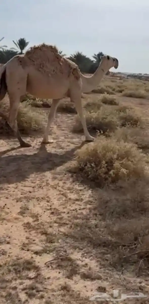 للبيع عشرا شقحا كفو تحتها بكرة 1