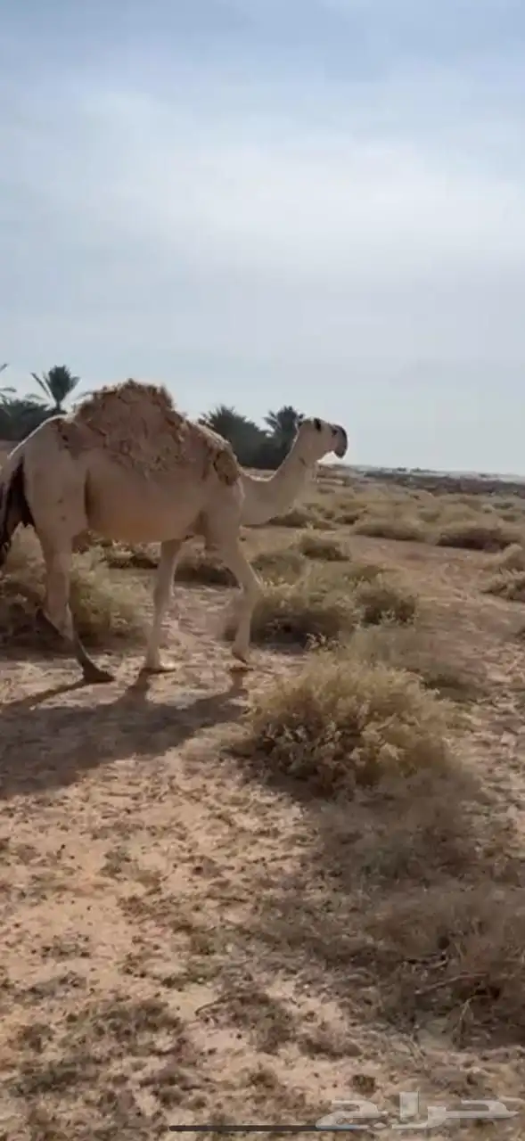 للبيع عشرا شقحا كفو تحتها بكرة 0