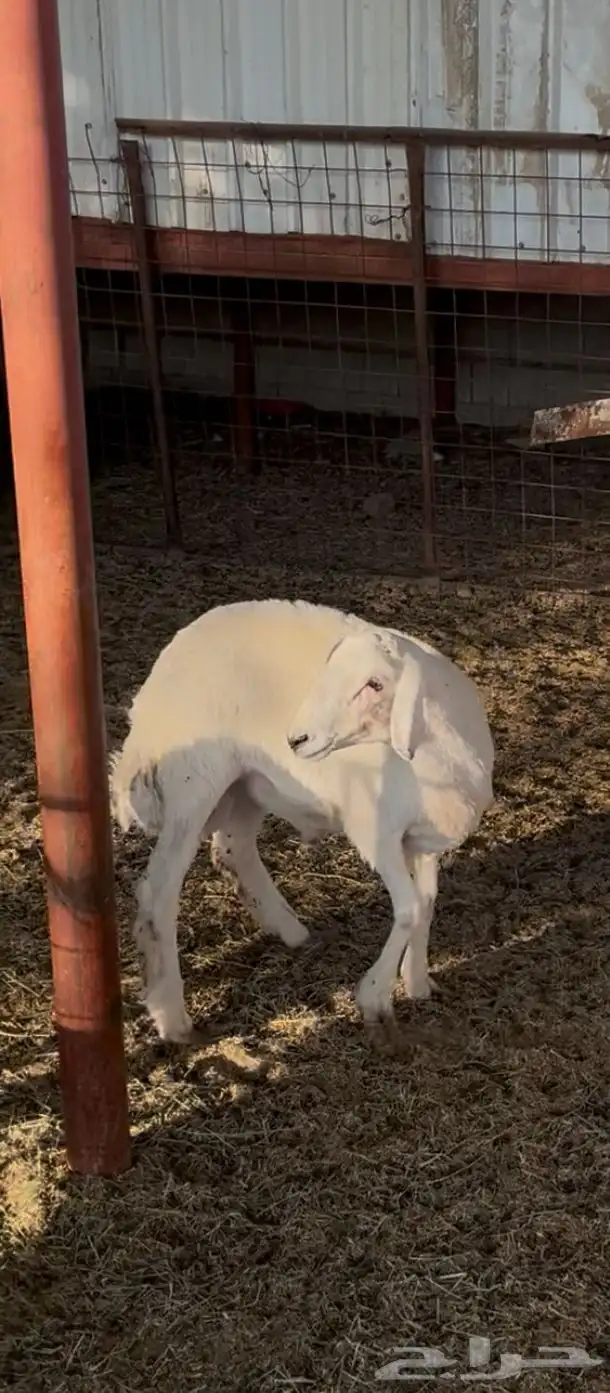 طلي جذع حري 1