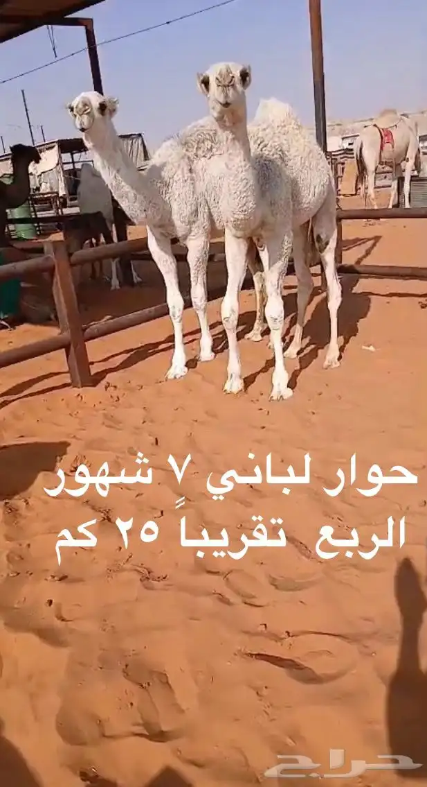 حاشي مفرود بلدي كيلو 48 ريال 2