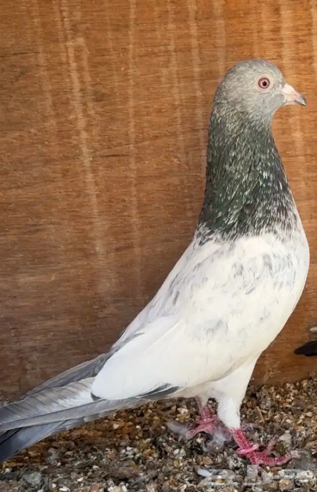 زوج قولدن مام دين آساس TOP حمام باكستاني 5