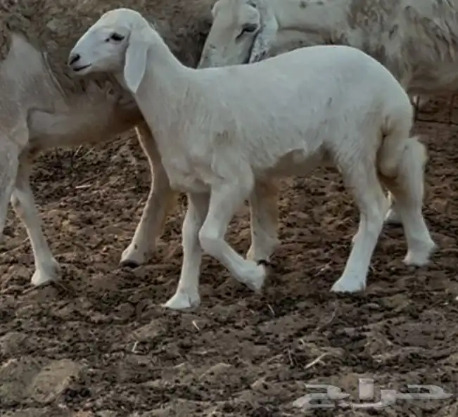 نعجه صنف رباع 1