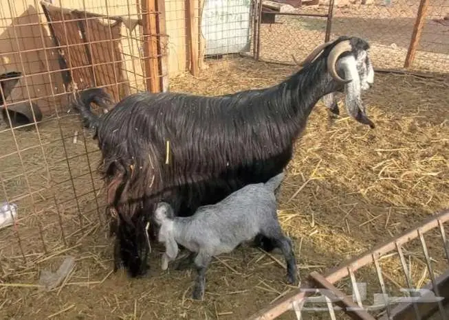 عنز عارضية طيبة بالحيل تحتها تيس وجفرة 2