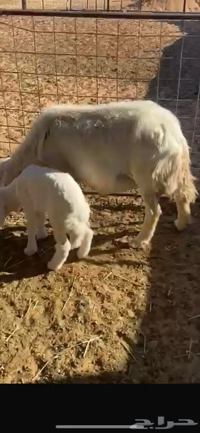 حريه والده 1