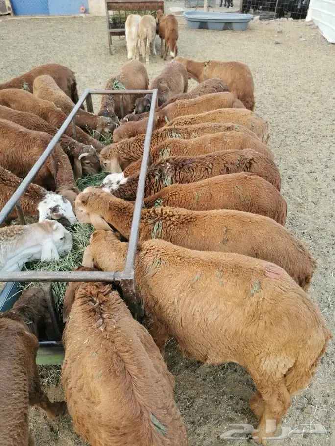 طليان سواكني مرابي 1