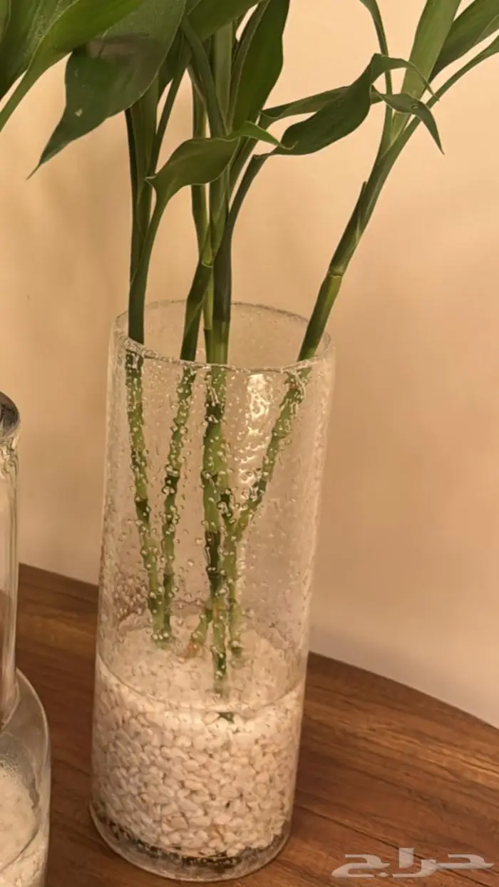 نبات ساق البامبو 3