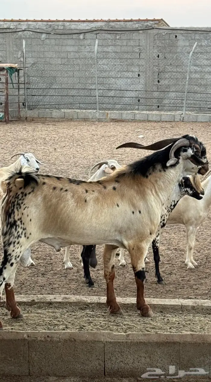 فحل بيشي النمر 1