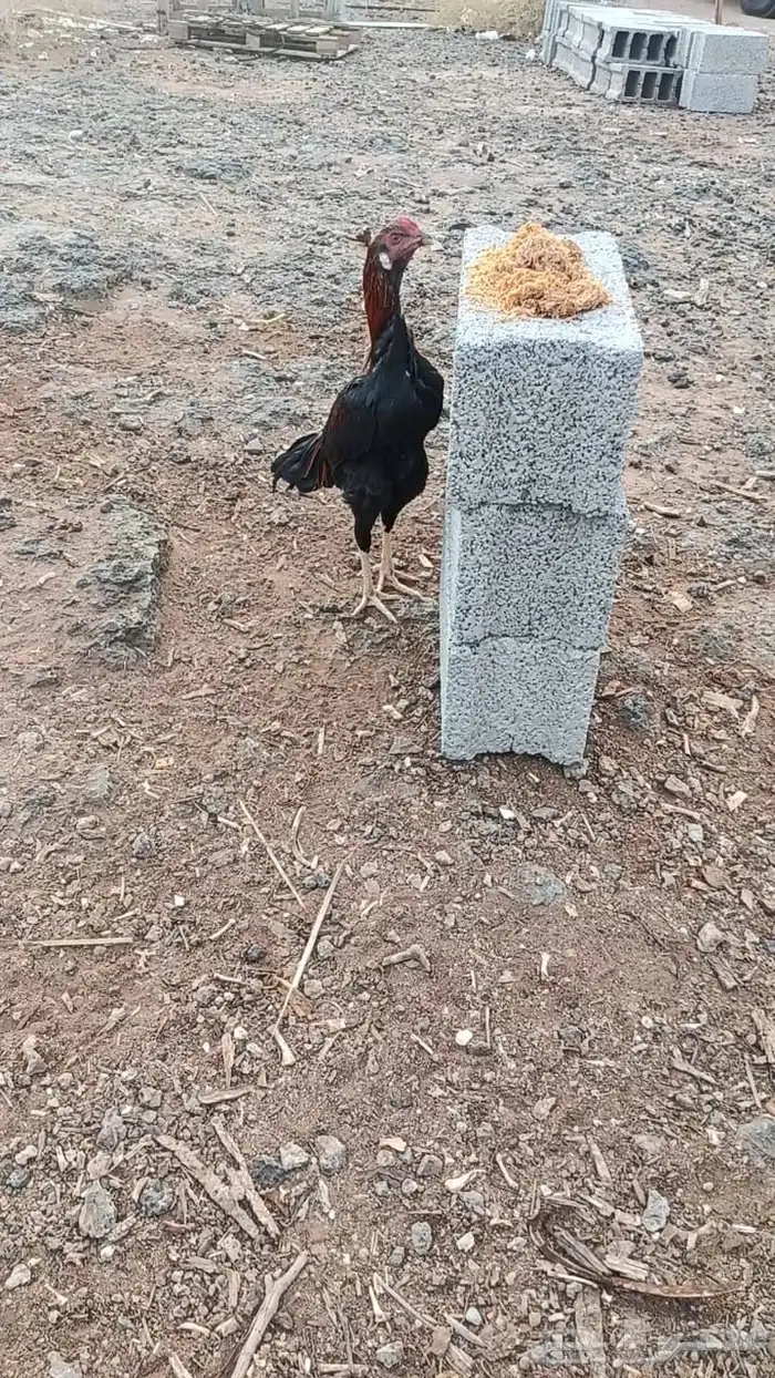 لبيع ديكيه اخوان 3