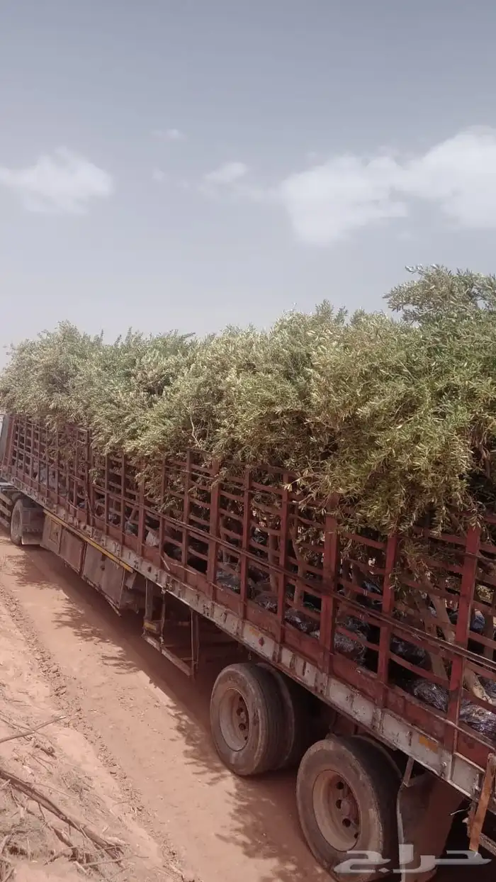 زيتون نيبالي واربيكانا وكورنكي 8