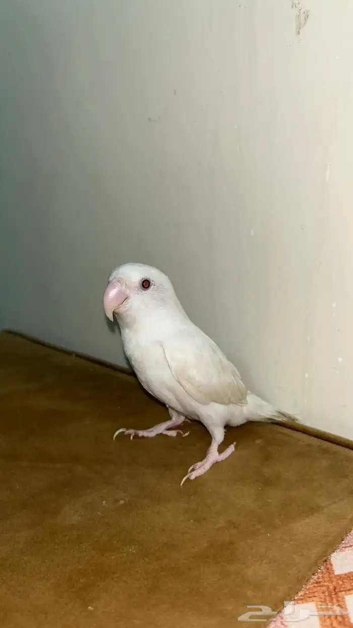 طير روز البينو 2