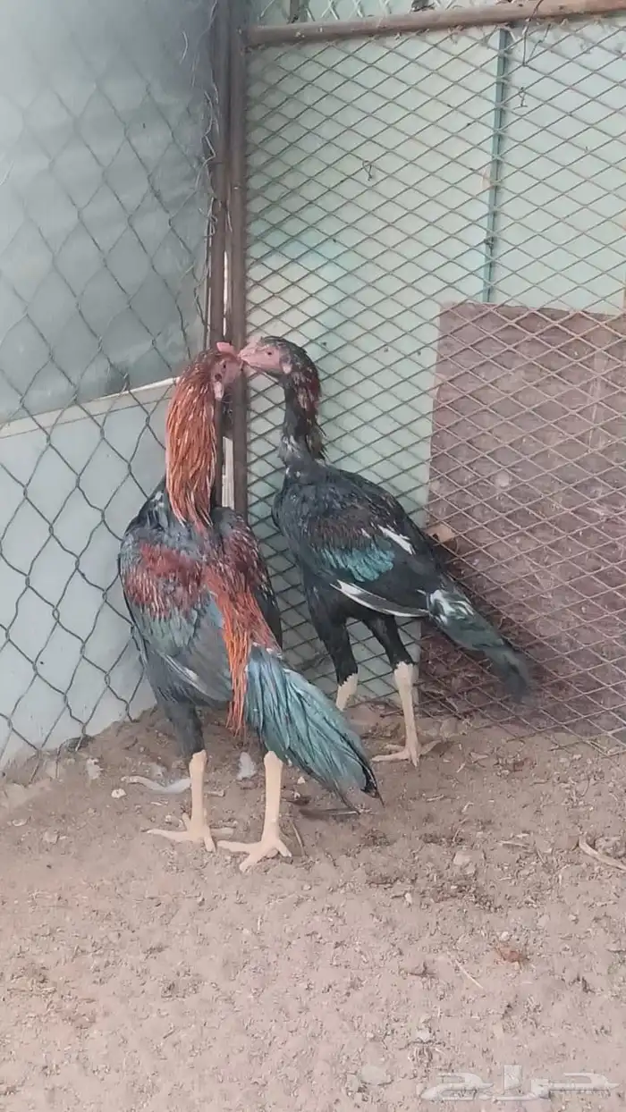 لبيع ديكيه اخوان 2