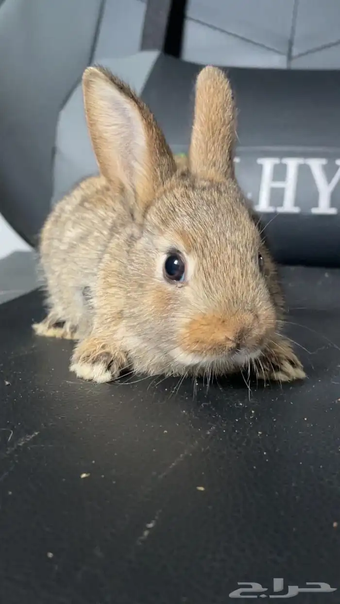 أرانب صغيره ألوان طيبه العمر شهر واحد العدد6 2