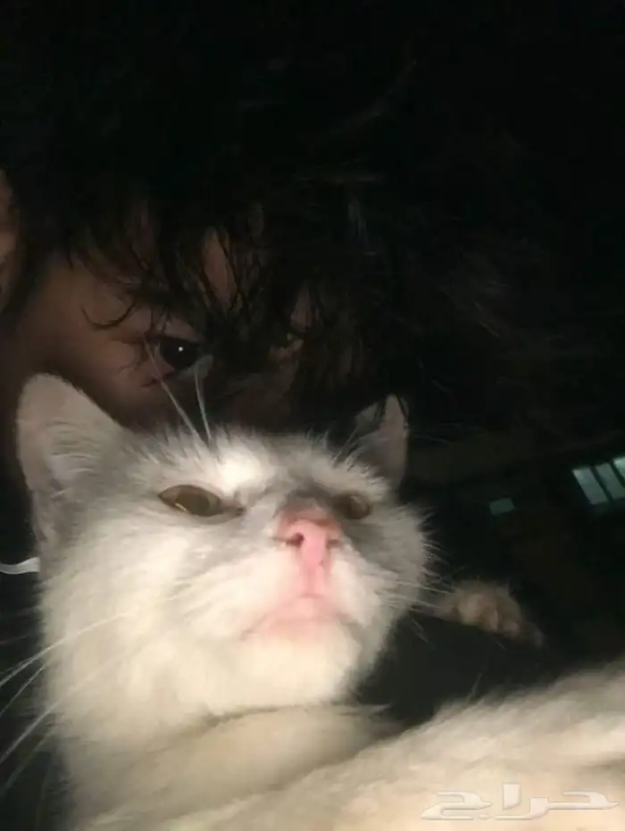 قطة للتبني 1