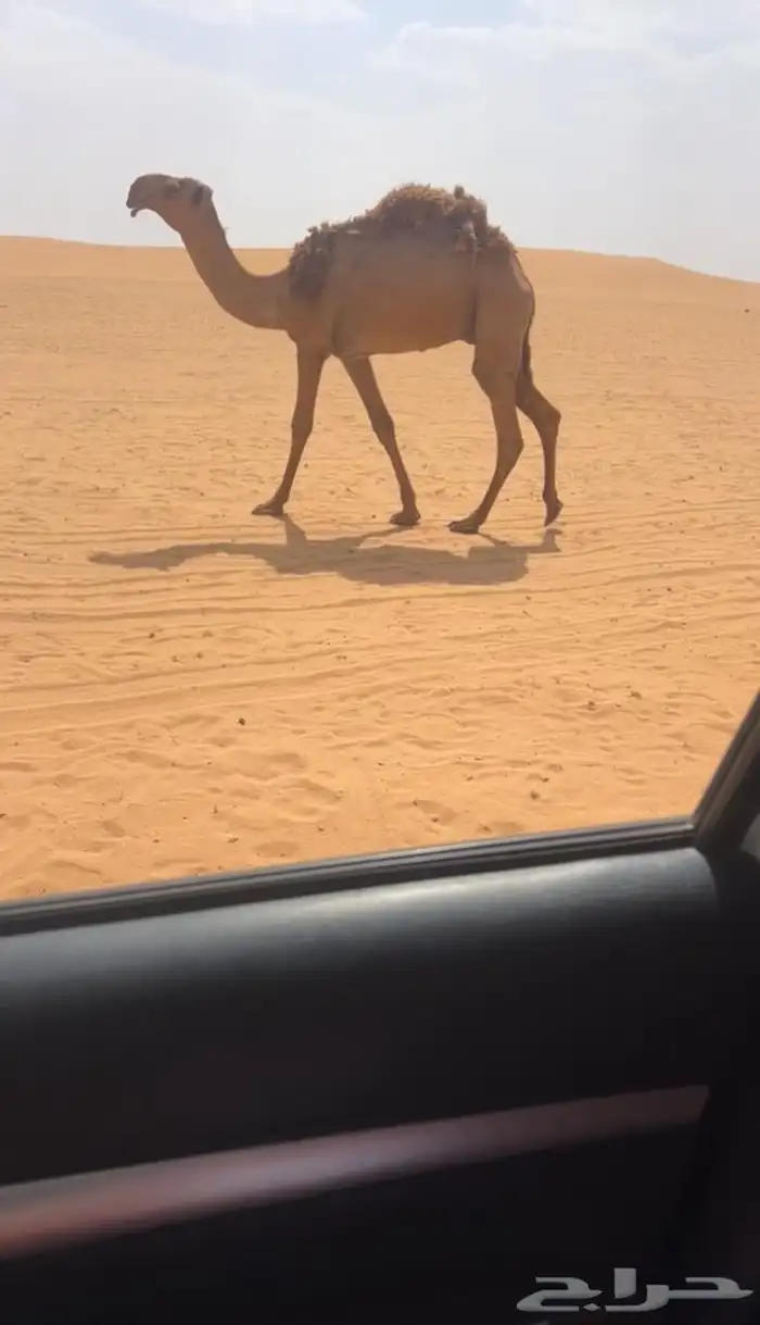 قعود فردي كفووو 0