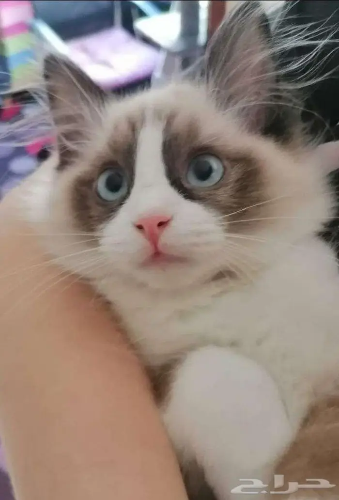 قطط لتبني 10