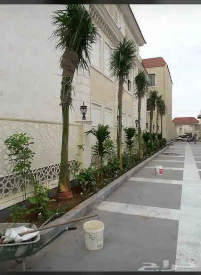 نخيل ملوكي نخيل واشنطني نارجيل بسعار مناسبه index