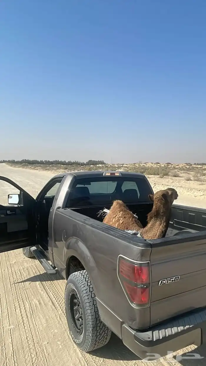 ملحمة لحوم انعام الخير عرض اليوم بمناسبه الافتتاح 2