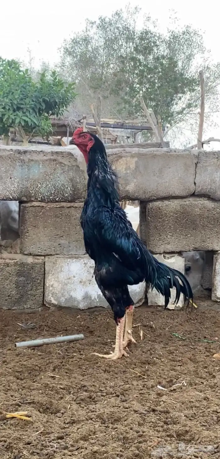 دجاجه شامو مع فرخها 6