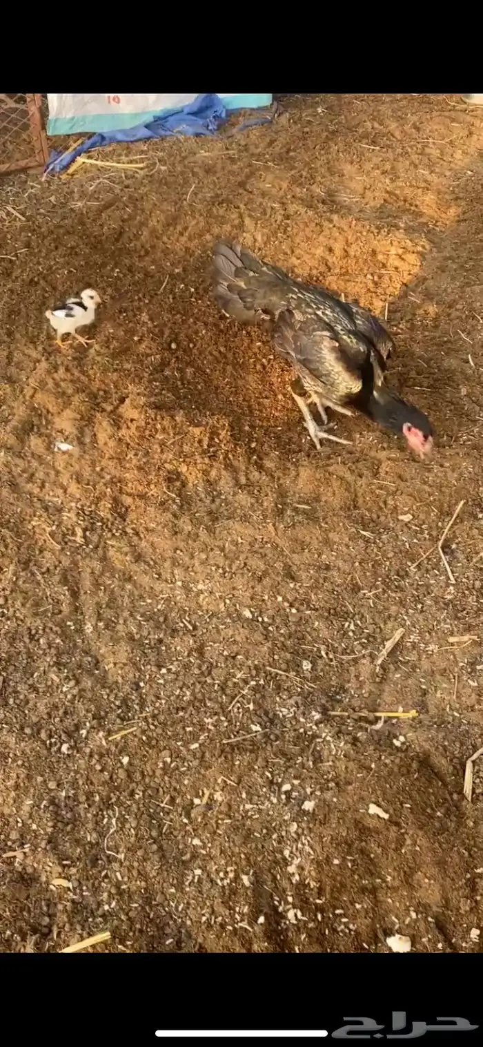 دجاجه شامو مع فرخها 4
