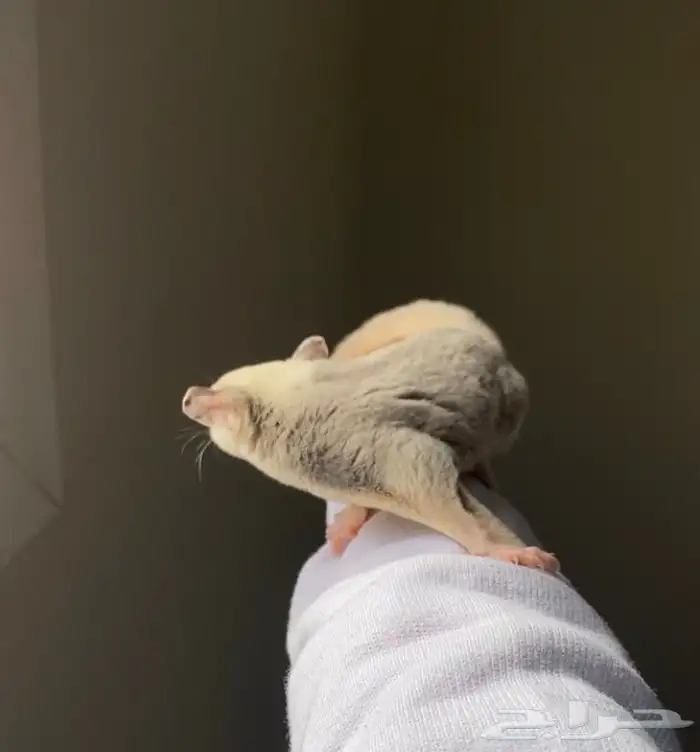 لمحبي النوادر زوج شوقر قلايدر موزاييك 3