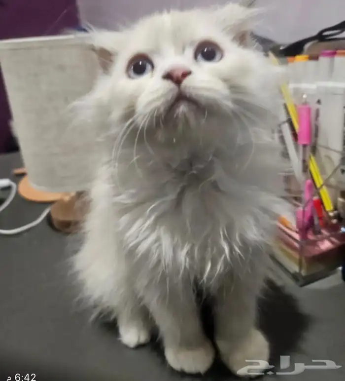 انثي وذكر همالايا للبيع كتن 4