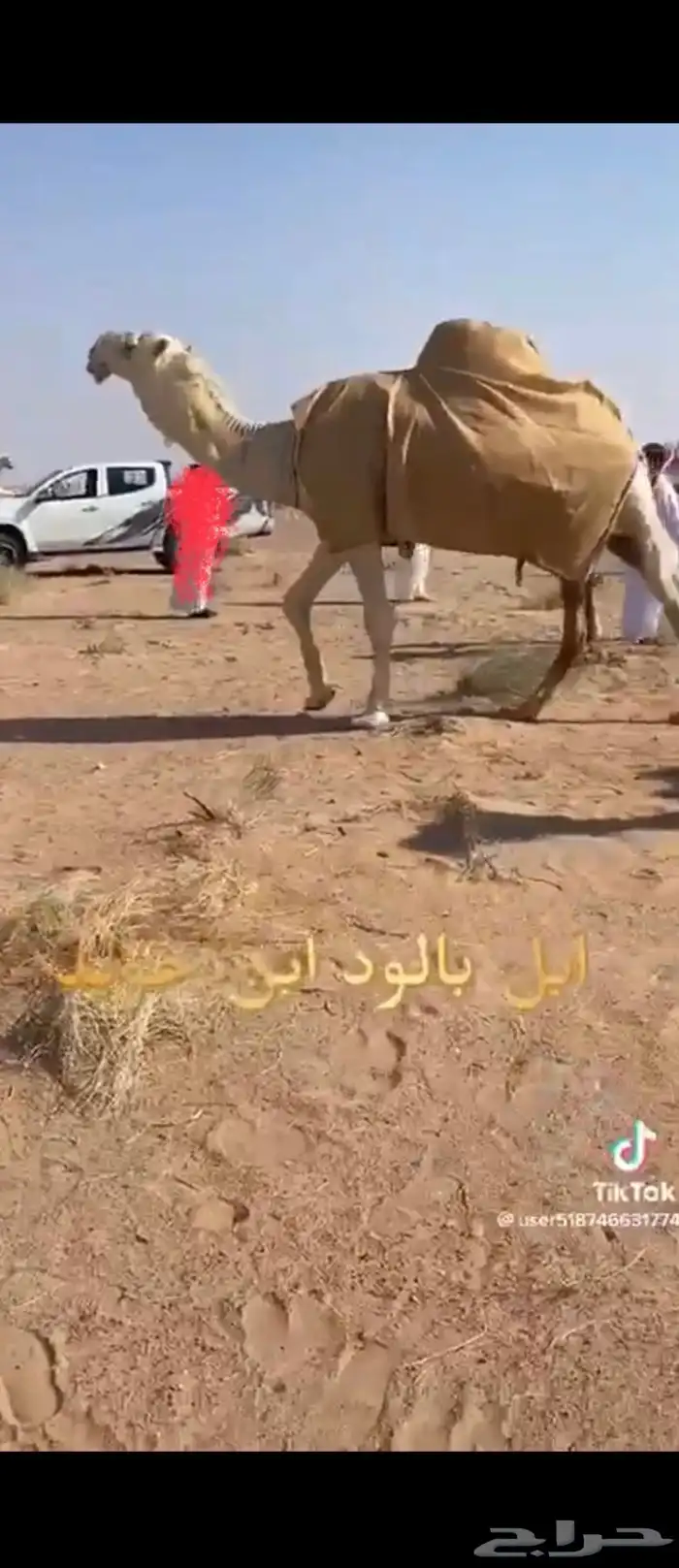 ضروبه شقحا سنها جذعه بتدخل ثنيه. البكره طيبه طفاح وعمرها ن 3